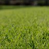 grass12369