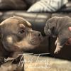 topoftexasamericanbulls