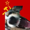 funtimefoxylolhah