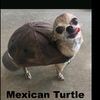 mrtortuga7