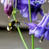 buzzzzy7