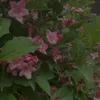 ernada.o