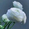 white.flower565