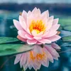 010288lian