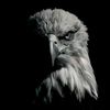 studio_eagle