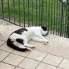 alessandro.domix