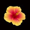 roselamontagne2