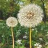 dandelion.bunga0