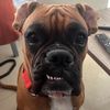 destiny.the.boxer