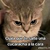 llsofia.rivas