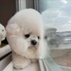 bichon.bang.daily