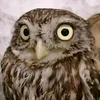 owllover6741