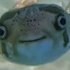 mrfish106