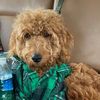 milothegoldendoodle_