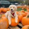 keiraspaww