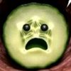 birdbrain403