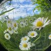 flower_bug5