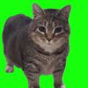 kucing.u.ii.a.i.a