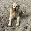 noah.7.0