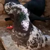 7saleh600