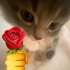 noahcuwek_25