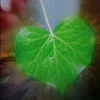 anh.ut47