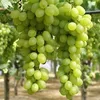 ousmanhalil0