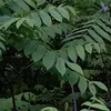 notsasha24
