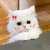 kagawakokoshi777