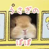 ぽぽ