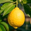 lemon4de.1
