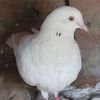 hadiahmad24724