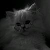 shahd.dridi9289
