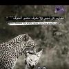 mhamd.abo1221