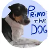 primo.the.dog