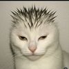 scootrex_sagi