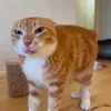 dim_tigrou