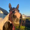 kamis.x.horses