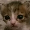 el_fil1p