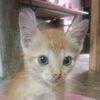 farish0712