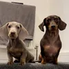 snoop.rex