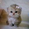 cute_sahar33