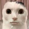 rats_alphaking20