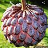 sugar_apple0001
