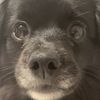 luna_is_better_then_you