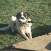 brady8608