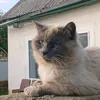 Кот Снежок