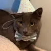 cheesetheyapper