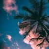 cali.xamuud8