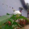 asliprabumulih